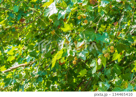 Green Leaves and futis of Pltatanus oreintalis tree in sunset light Green Leaves and futis of Pltatanus oreintalis tree in sunset light 134465410
