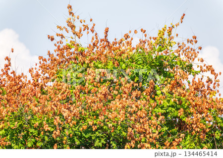 Branch with dry fruits of Koelreuteria paniculata. 134465414