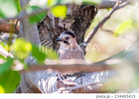 Eurasian jay, garrulus glandarius, sitting on top of old tree branch. Interested wild bird with brown and turquoise plumage from side view in nature. 134465415