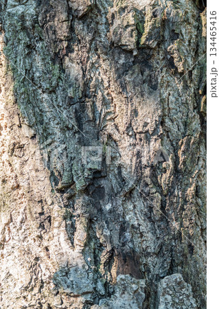 Bark texture and background of a old tree trunk 134465416