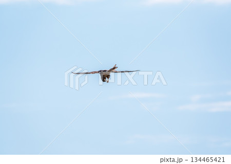 The common kestrel (Falco tinnunculus), also known as the European kestrel, Eurasian kestrel. The common kestrel (Falco tinnunculus), also known as the European kestrel, Eurasian kestrel. 134465421