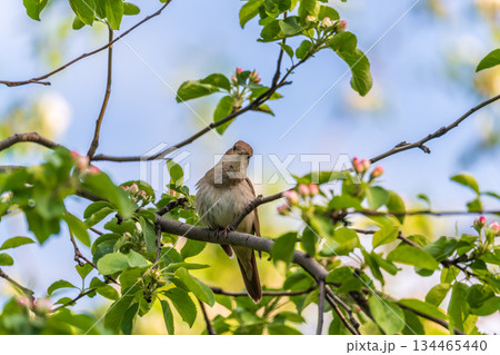 Thrush Nightingale, Luscinia luscinia. A bird sits on a tree branch and sings 134465440