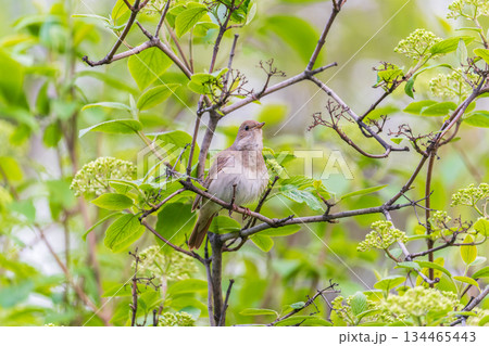 Thrush Nightingale, Luscinia luscinia. A bird sits on a tree branch and sings Thrush Nightingale, Luscinia luscinia. A bird sits on a tree branch and sings 134465443