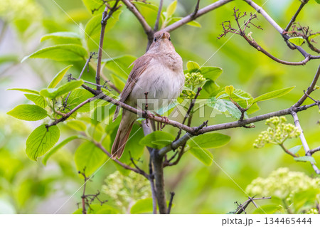 Thrush Nightingale, Luscinia luscinia. A bird sits on a tree branch and sings 134465444