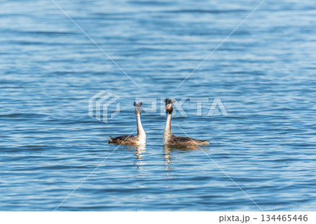 Mating games of two water birds Great Crested Grebes. Two waterfowl birds Great Crested Grebes swim in the lake with heart shaped silhouette Mating games of two water birds Great Crested Grebes. Two waterfowl birds Great Crested Grebes swim in the lake with heart shaped silhouette 134465446