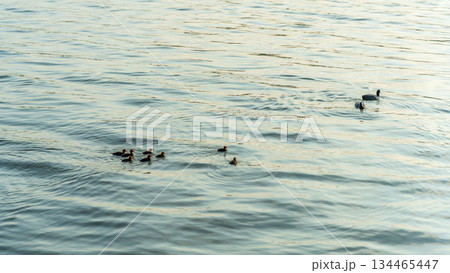 Eurasian Coot with Chicks Swimming on Lake 134465447