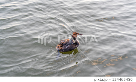 The water bird Great crested Grebe, Podiceps cristatus, swimming in the lake, and its cute babies riding on its back The water bird Great crested Grebe, Podiceps cristatus, swimming in the lake, and its cute babies riding on its back 134465450