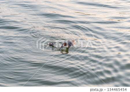 An adult great crested grebe feeds its chick with fish on a summer evening. An adult great crested grebe feeds its chick with fish on a summer evening. 134465454