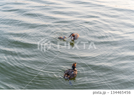 An adult great crested grebe feeds its chick with fish on a summer evening. 134465456