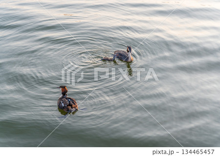 An adult great crested grebe feeds its chick with fish on a summer evening. An adult great crested grebe feeds its chick with fish on a summer evening. 134465457