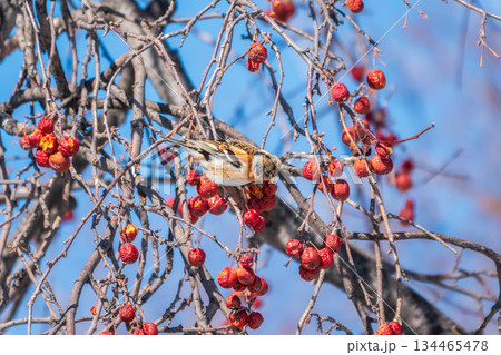 Brambling (Fringilla montifringilla) feeds on apples in winter. Brambling (Fringilla montifringilla) feeds on apples in winter. 134465478