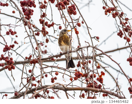 Fieldfare sitting on the bush and feeding on wild red apples in winter or early spring time. Fieldfare sitting on the bush and feeding on wild red apples in winter or early spring time. 134465482