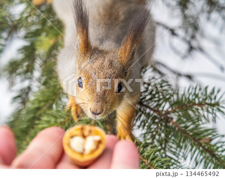 Squirrel eats nuts from a man's hand. Caring for animals in winter or autumn. Squirrel eats nuts from a man's hand. Caring for animals in winter or autumn. 134465492