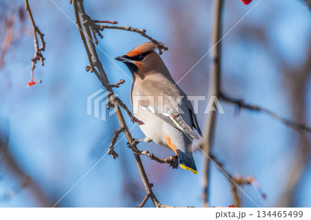 Bohemian Waxwing, Bombycilla garrulus, sitting on the bush and feeding on wild red apples in winter or early spring time. 134465499