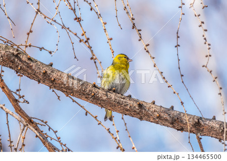 Eurasian siskin male, latin name spinus spinus, sitting on branch of tree. Cute little yellow songbird. 134465500