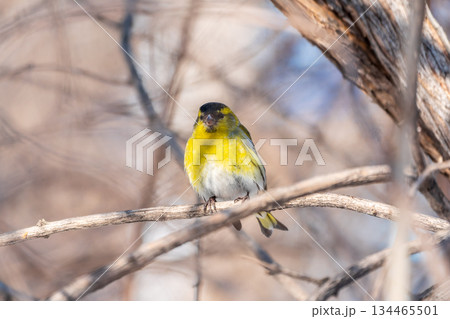 Eurasian siskin male, latin name spinus spinus, sitting on branch of tree. Cute little yellow songbird. 134465501