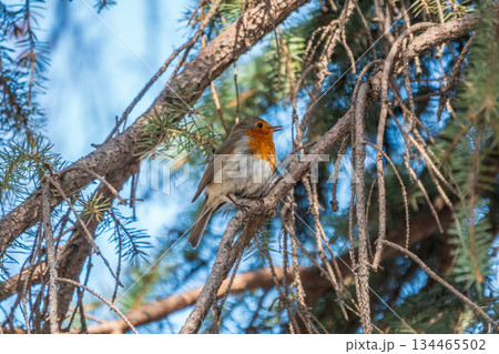 Cute bird the European Robin, Erithacus rubecula. sitting on the tree branch in winter. 134465502