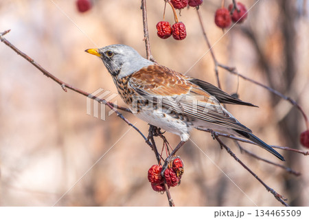 Fieldfare sitting on the bush and feeding on wild red apples in winter or early spring time. 134465509