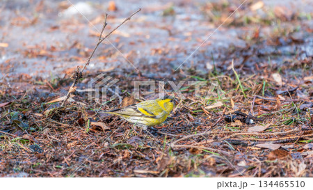 A male Eurasian siskin sits on the ground covered with dry leaves and grass. Carduelis spinus. song bird in the nature habitat. 134465510