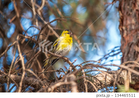 Eurasian siskin male, latin name spinus spinus, sitting on branch of tree. Cute little yellow songbird. Eurasian siskin male, latin name spinus spinus, sitting on branch of tree. Cute little yellow songbird. 134465511