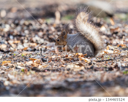 Squirrel in autumn or spring with nut on the green grass with fallen yellow leaves Squirrel in autumn or spring with nut on the green grass with fallen yellow leaves 134465524