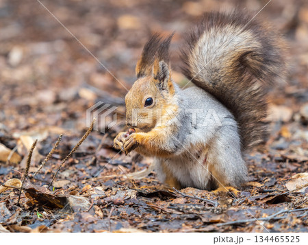 Squirrel in autumn or spring with nut on the green grass with fallen yellow leaves Squirrel in autumn or spring with nut on the green grass with fallen yellow leaves 134465525