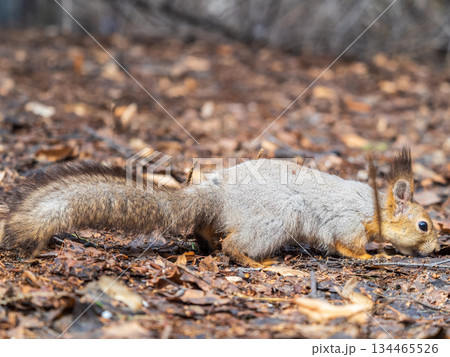 Squirrel in autumn or spring hides nuts on the green grass with fallen yellow leaves Squirrel in autumn or spring hides nuts on the green grass with fallen yellow leaves 134465526