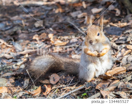 Squirrel in autumn or spring with nut on the green grass with fallen yellow leaves Squirrel in autumn or spring with nut on the green grass with fallen yellow leaves 134465527