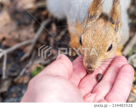Squirrel eats nuts from a man's hand. Caring for animals in winter or autumn. 134465528