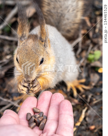 Squirrel eats nuts from a man's hand. Caring for animals in winter or autumn. Squirrel eats nuts from a man's hand. Caring for animals in winter or autumn. 134465529
