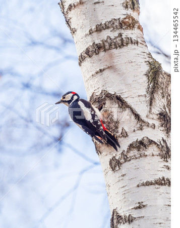 Little woodpecker sits on a tree trunk. The great spotted woodpecker, Dendrocopos major Little woodpecker sits on a tree trunk. The great spotted woodpecker, Dendrocopos major 134465542