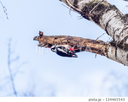 Little woodpecker sits on a tree trunk. The great spotted woodpecker, Dendrocopos major Little woodpecker sits on a tree trunk. The great spotted woodpecker, Dendrocopos major 134465543
