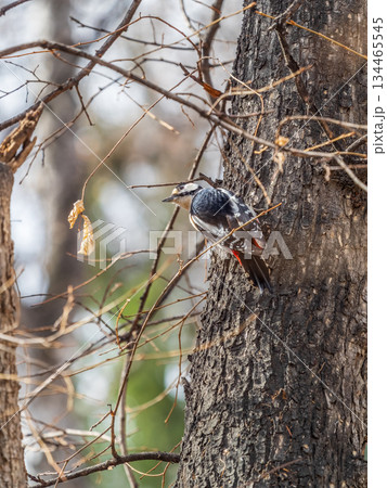 Little woodpecker sits on a tree trunk. The great spotted woodpecker, Dendrocopos major 134465545
