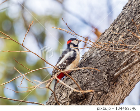 Little woodpecker sits on a tree trunk. The great spotted woodpecker, Dendrocopos major 134465546