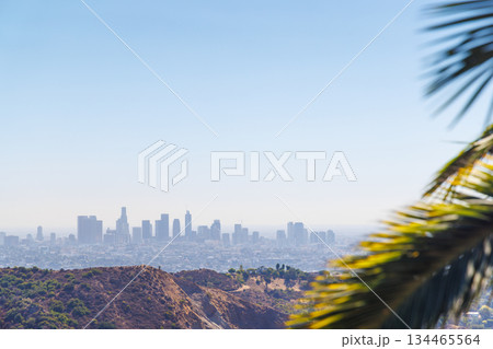 Los Angeles skyline with iconic skyscrapers on the horizon framed by vibrant palm leaves in the foreground Los Angeles skyline with iconic skyscrapers on the horizon framed by vibrant palm leaves in the foreground 134465564