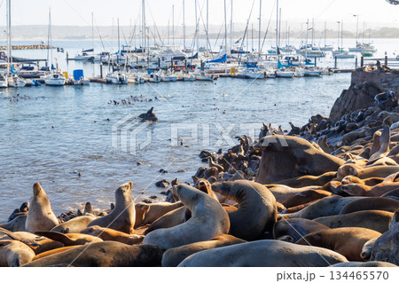Sea lions resting on the shore near Monterey, California Sea lions resting on the shore near Monterey, California 134465570