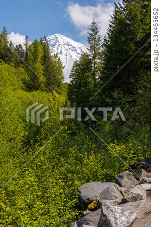 Majestic Mount Rainier rising above forests and river in the national park 134465652