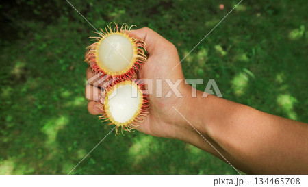 hand hold a rambutan fruit half peeled, showing the white flesh. Tropical fruit, healthy food  134465708
