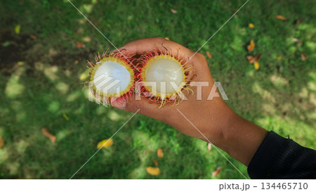 hand hold a rambutan fruit half peeled, showing the white flesh. Tropical fruit, healthy food  134465710