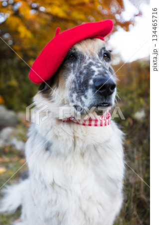 Big dog in bright red beret in autumn park Big dog in bright red beret in autumn park 134465716