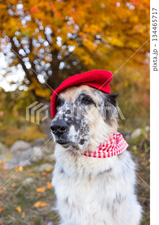 Big dog in bright red beret in autumn park Big dog in bright red beret in autumn park 134465717