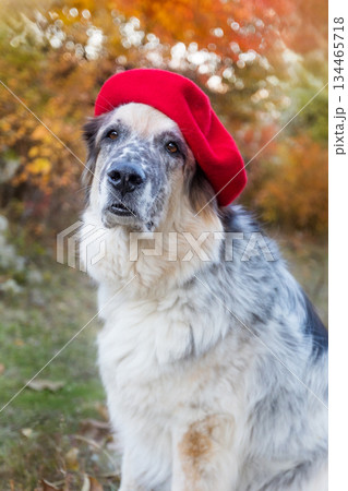 Big dog in bright red beret in autumn park 134465718