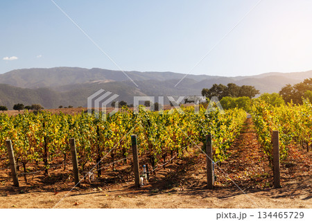 Sunny California vineyard landscape with green vines, blue sky 134465729