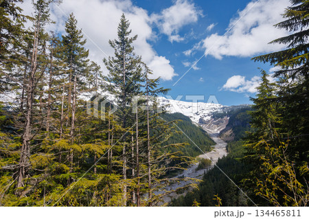 Majestic Mount Rainier rising above forests and river in the national park 134465811