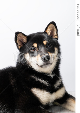 A black and tan Shiba Inu dog lies on a wooden floor on a light gray background. A black and tan Shiba Inu dog lies on a wooden floor on a light gray background. 134465863