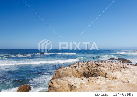 Seabirds on coastal rocks near the ocean Seabirds on coastal rocks near the ocean 134465995