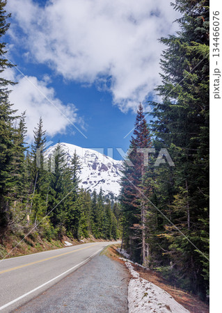 Scenic road in Mount Rainier National Park with fir trees on both sides and a snowy mountain 134466076