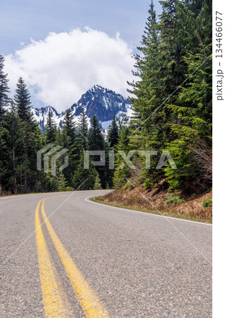 Scenic road in Mount Rainier National Park with fir trees on both sides and a snowy mountain 134466077