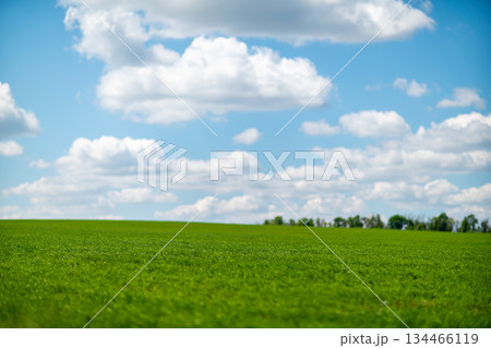 Grass field blue sky summer landscape with white clouds and expansive green meadow view Grass field blue sky summer landscape with white clouds and expansive green meadow view 134466119