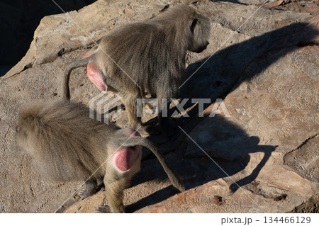 Baboon, Rock, Zoo: Two Baboons Standing on Rocks at a Zoo 134466129